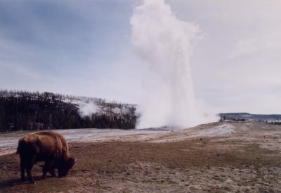 Yellowstone & Grand Teton National Park