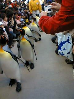 海遊館でかわいいペンギンの行進が見れます！