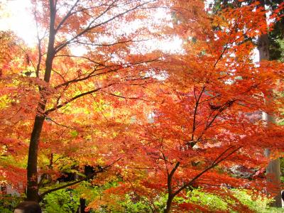 湖東三山＋京都　紅葉の旅１