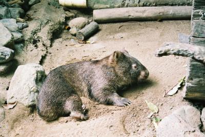 オーストラリア　ケアンズ家族旅行