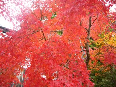 湖東三山＋京都　紅葉の旅２