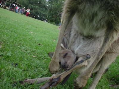 オーストラリアではカンガルー赤ちゃんを激写せよ！！