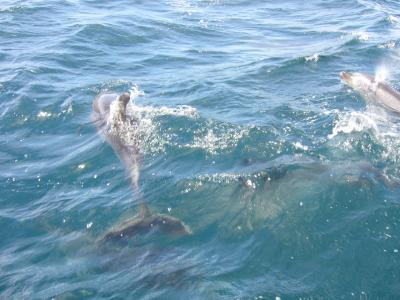 ◆NZ北島4都市訪問◆3日目-2(ベイオブアイランド:イルカと遭遇)