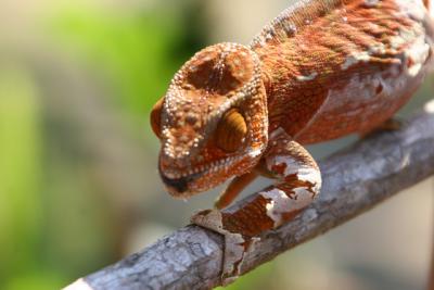 不思議の島！マダガスカルの旅 6・・旅いつまでも・・