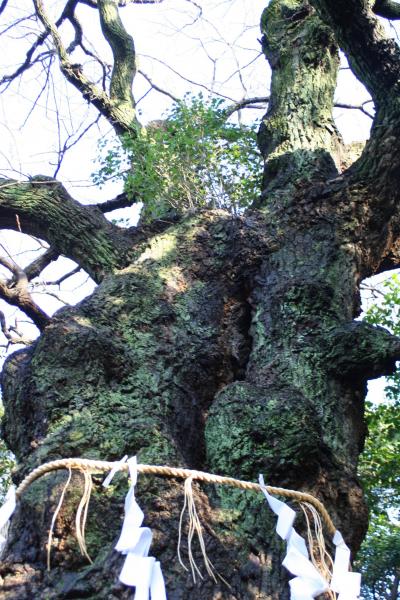 2007年 巨木巡り~城山八幡宮~