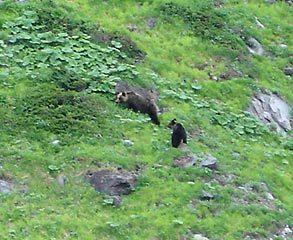 知床でヒグマの親子に遭遇