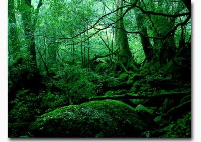 もののけ姫の森（屋久島）