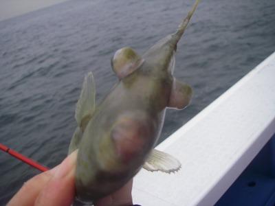 初釣り@カワハギ