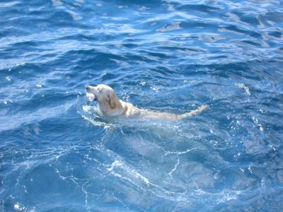 番外編マルタの犬と猫