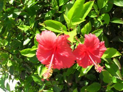 那覇ふらり、そして伊江島