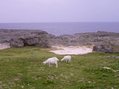 念願の波照間島へ