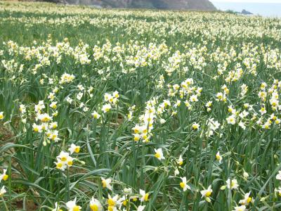 福井県　水仙まつり