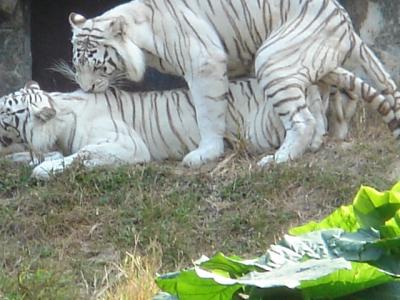 広州市（夜間動物園、陳家祠）