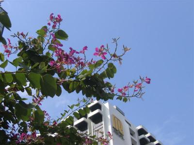 香港　花　鳥　虫　熱帯