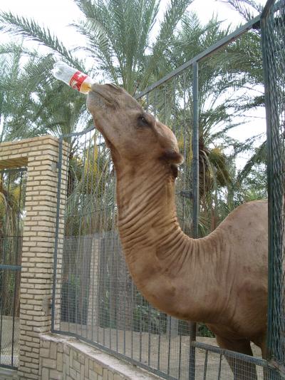 夢が叶った！　チュニジア旅行記８（トズール篇）