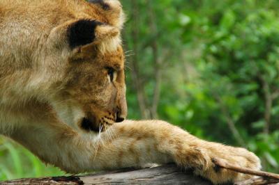 Lion Encounter @ Victoria Falls