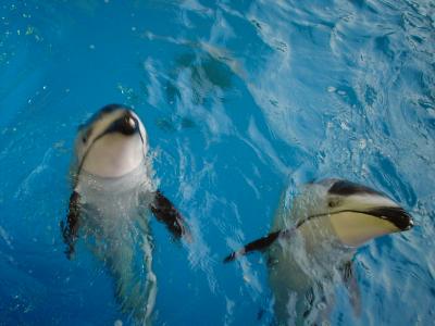 伊東温泉＆江ノ島水族館