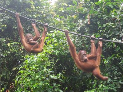 オランウータンに会いに行く！～マレーシア・ボルネオ島～