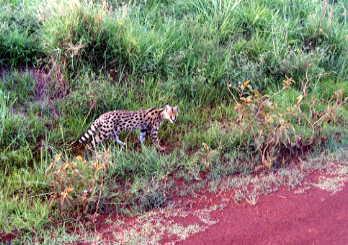 アフリカ旅行記?～ケニア編その1～