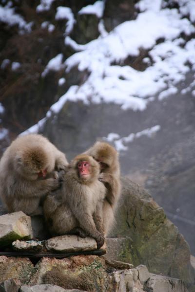 冬の地獄谷サル見るツアー