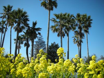 千葉発見記 SL(D51)と菜の花