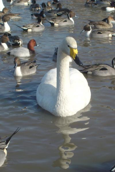 白鳥の「瓢湖」　（新潟阿賀野水原地区）