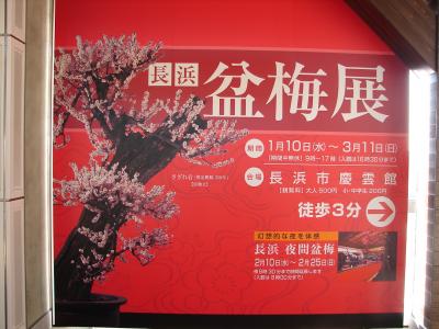 長浜盆梅展