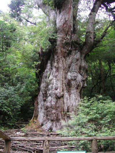 屋久島＆九州旅行に行ってきました。