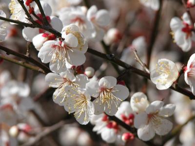梅のお花見
