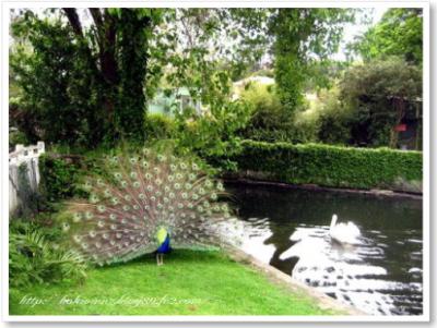 オークランド動物園 その2 カフェとキッズゾーン