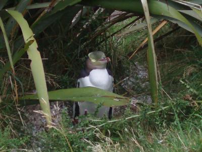 ペンギンと急坂