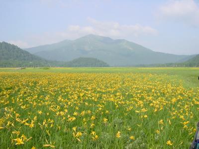 尾瀬ヶ原のニッコウキスゲ