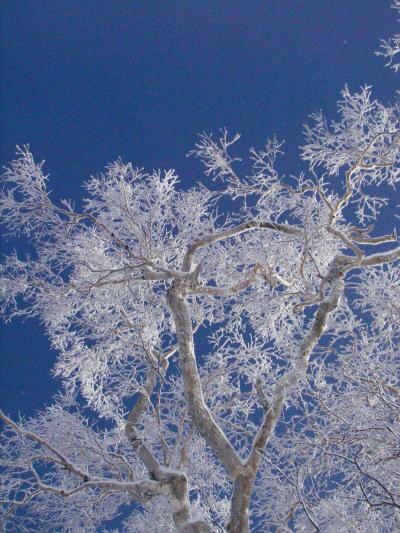 最高の雪、さすが北海道！