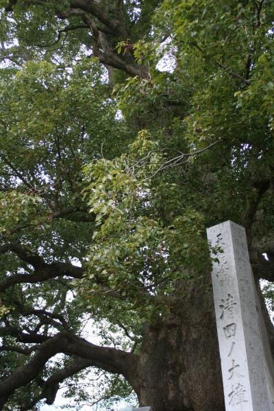 ２００７年　巨木巡り～清田の大楠～