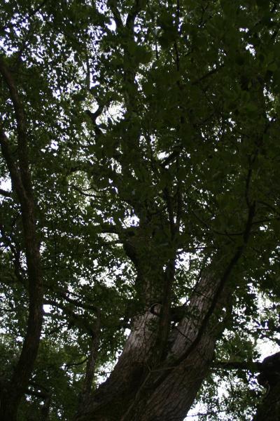 2007年 巨木巡り~山中八幡宮のクスノキ~