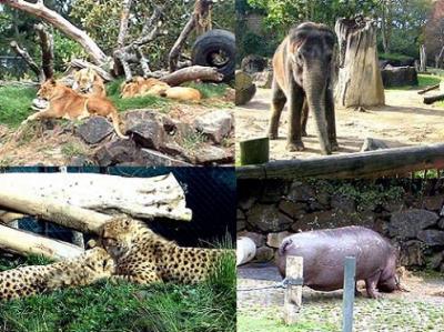 オークランド動物園 その3 ビッグ5を探せ!