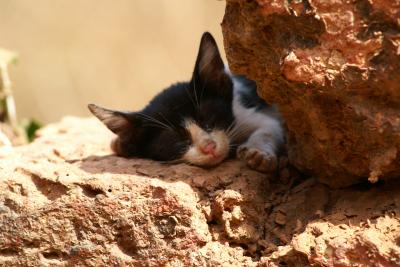 またまた南インド～動物編～