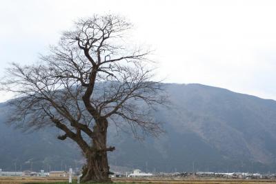 2007年 巨木巡り~新宮塚のムクノキ~