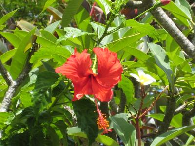 親子3人バリ島に行ってきました　おまけ編　バリ島の花