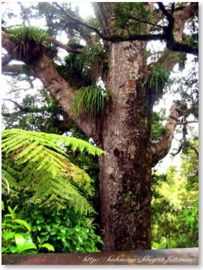  とっても短いトレッキングコース！（Large Kauri Walk）