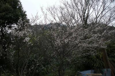 東海自然歩道・武士（もののふ）自然歩道ハイキング