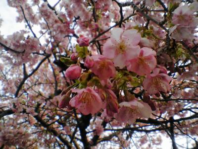 ちょっと早めの春「河津、浄蓮の滝」