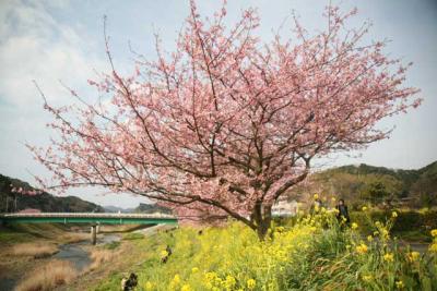 青野川の菜の花と河津桜