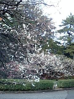 2007早春 皇居・梅林~二の丸庭園