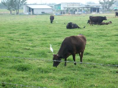 美ら島紀行、癒しの黒島一人旅