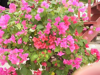 遅い夏休みでバンコクに　４日目～　