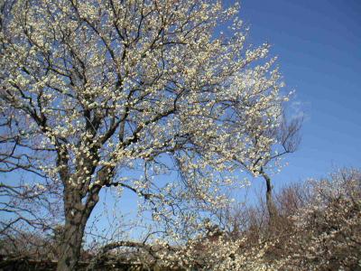偕楽園の梅