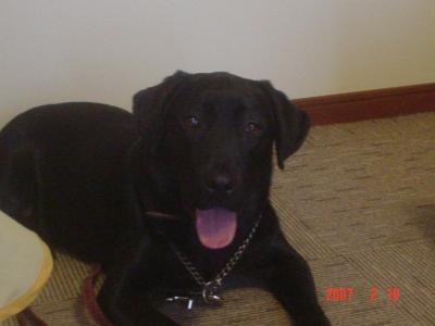 山中湖のカーロ・フォレスタに行ってきました！