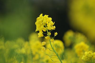 福山市鞆の浦の菜の花畑を訪ねて