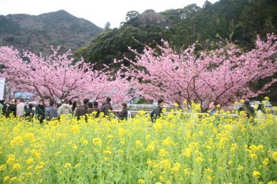 河津桜まつり